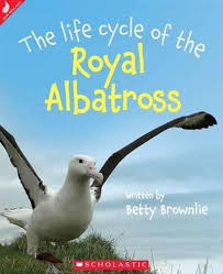 The life cycle of the Royal Albatross
