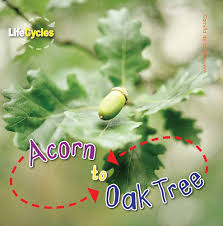 Acron To Oak Tree