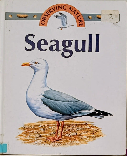 Observing nature Seagull
