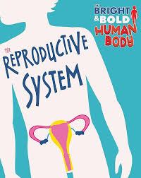 The reproductive system The bright bold human body