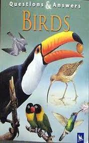 Questions and Answers Birds
